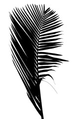 palme noire sur fond blanc