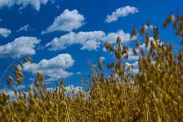 SONY DSC © Andrzej Dudała