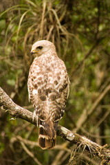 hawk looking over his shoulder