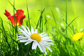 Gänseblümchen 16 © K.-U. Häßler