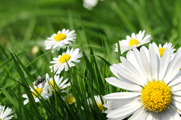 Gänseblümchen 12