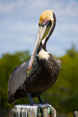 pelican during mating season