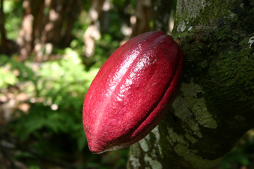 Kakao-Schote am Baum