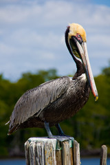 Profile of a Brown Pelican