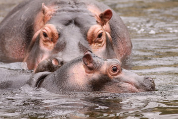 Baby hippo swimming with mother in the background