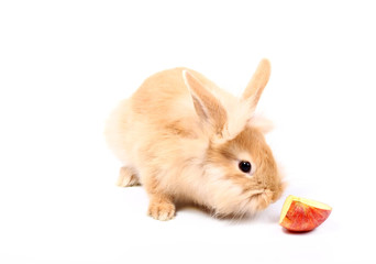 Curious young red rabbit eating