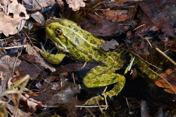 Green frog