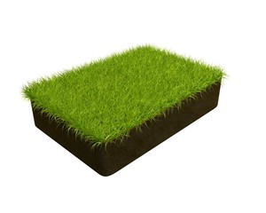 Herbe