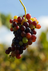 Grapes
