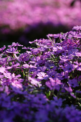 Fototapeta premium Fiori viola