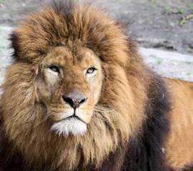 Fototapeta na wymiar löwe, panthera leo