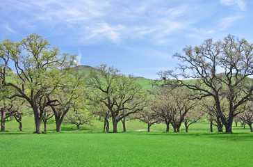 Oaks and Grass