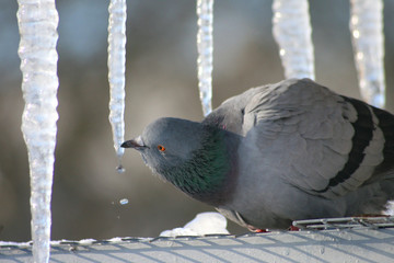 Drinking Dove