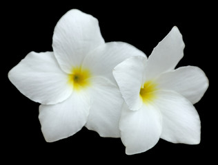 Fototapeta na wymiar biały kwiat frangipani duet na czarnym tle