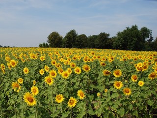 sunflowers