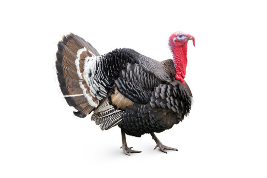 Turkey Images – Browse 1,644,928 Stock Photos, Vectors, and Video | Adobe  Stock