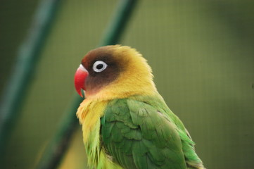 oiseau