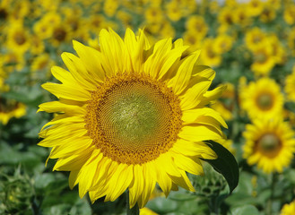 Fototapeta premium sunflower