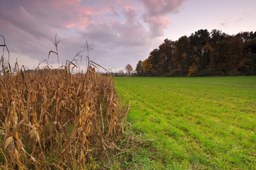 Autumn in lowland 2