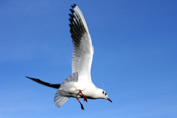 Möwe 2