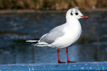 Möwe 1