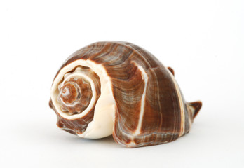 a seashell on white background