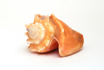 An orange seashell