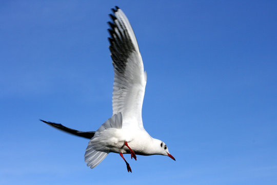 M&ouml;we 2