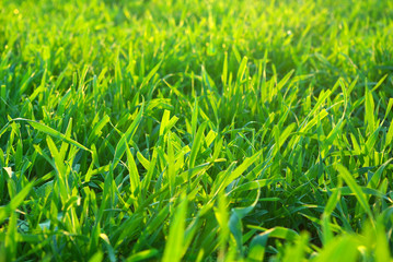 lawn