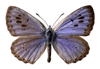 Fototapeta na wymiar Duży Niebieski motyl wycinek