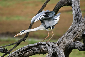 Grey Heron on tree