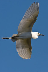 Cattle Egret