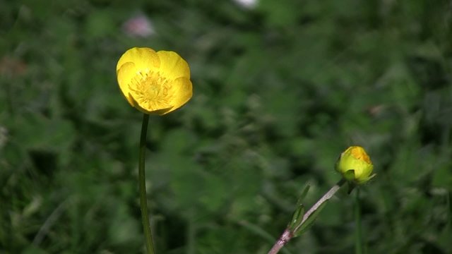 joli bouton d'or