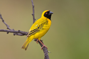 Southern Masked Weaver