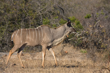 Kudu bull