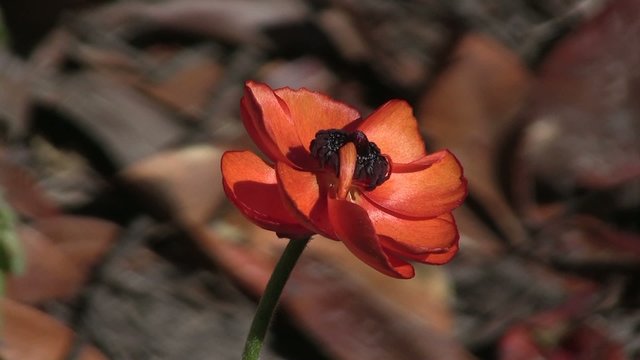 an&eacute;mone orange