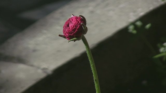 renoncule rose