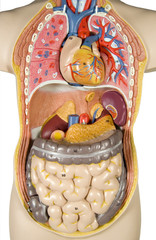 inside human, liver removed