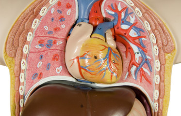 heart, liver and ribs