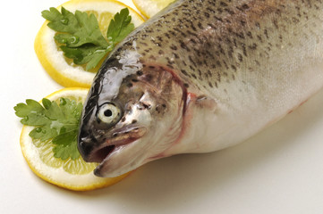 Salmo truta
