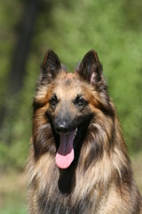 berger belge de tervueren vu de face et de près dans le jardin