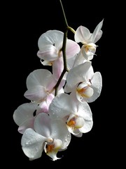 Fototapeta na wymiar Orchidee 2