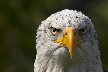 Weisskopfseeadler