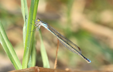 Brigh blue thin dragonfly