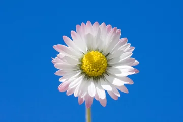 Fond de hotte en verre imprimé Marguerites single daisy in a field
