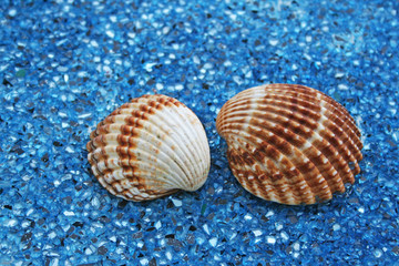 Muscheln