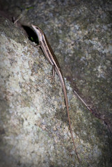 Seychelles Skink (lizard) on the tree in Valle de Mai