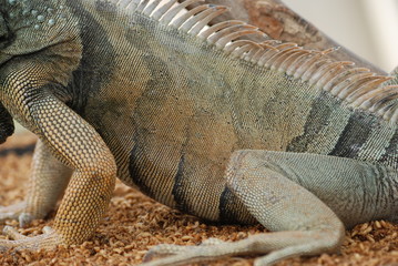 iguane