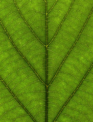 Fototapeta na wymiar Texture of leaf