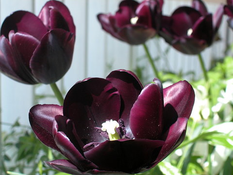 Black Tulips